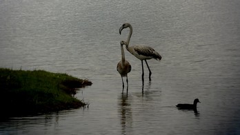 Los flamencos han hecho acto de presencia por vez primera en Udaibai. (www.birdcenter.org)