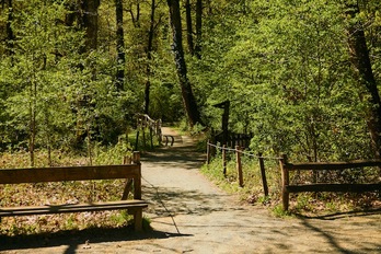 Un sendero del bosque de Orgi.