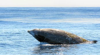 Zetazeoak aise ikus daitezke esuskal kostaldean.