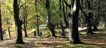 Bosques del Añarbe.