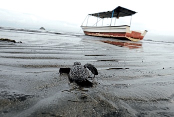 Boluntario askok egiten dute lan arriskuan dagoen espeziea babesten.