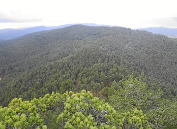 Un perdido sendero entre pinos.