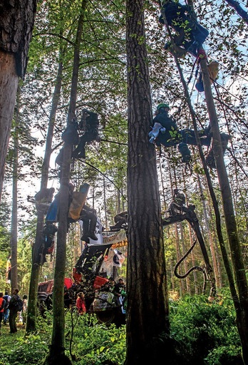 Białowiezako zuhaitzetan.