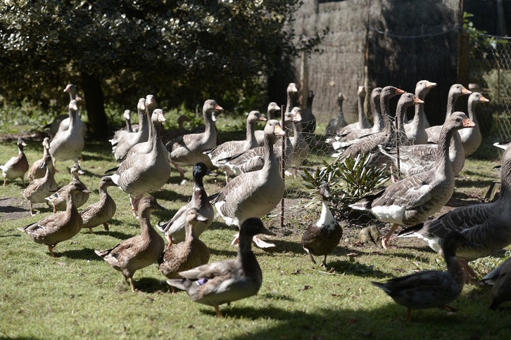 La gripe aviar amenaza a las explotaciones avícolas para las que el departamento de Pirineos Atlánticos ha anunciado hoy ayudas. (Gaizka IROZ/AFP)
