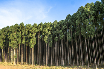 Bosque de eucaliptus. (Getty)