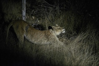 Lehoi eme bat Hego Afrikako Balule erreserba naturalean. (Luca SOLA/AFP)