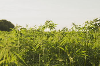 Una plantación de cannabis.