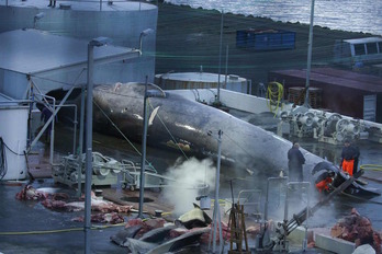 Una ballena azul en espera de ser sacrificada en la estación ballenera Hvalur hf en Hvalfjordur, Islandia. 