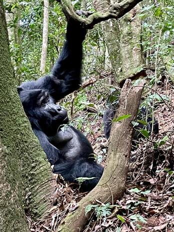 Ugandan gorilak ikusten izan zen Idoia Gereñu