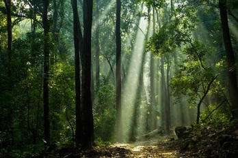 Selva amazónica. 