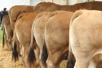 Abelburuen erakusketa Zamudioko Azokan, artxiboko argazki batean.