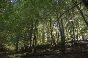 Gipuzkoako baso-gune baten artxiboko argazkia.