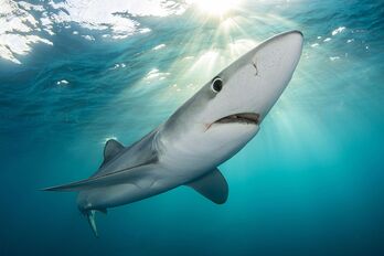'Kantauri' dokumentalaren fotograma bat
