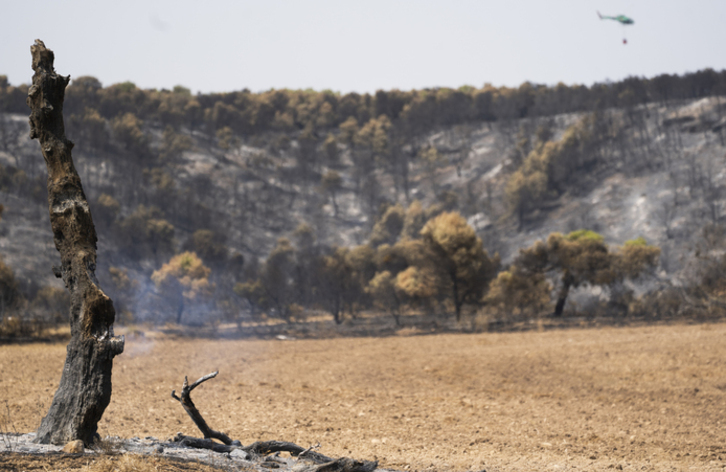 Zarrakazteluko zonaldea, abuztuko hasiearko suteen ondorioz.