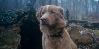 Indy, ‘Good Boy’ filmeko txakur protagonista