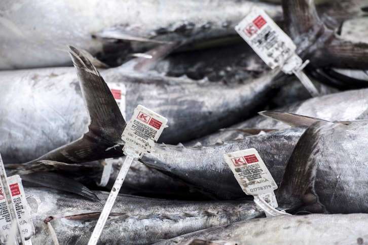 Getariako portuko zenbait hegaluze