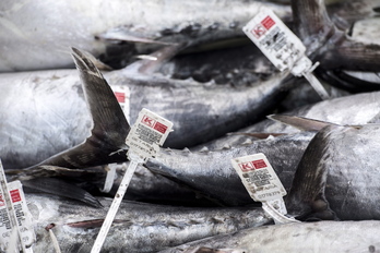 Getariako portuko zenbait hegaluze