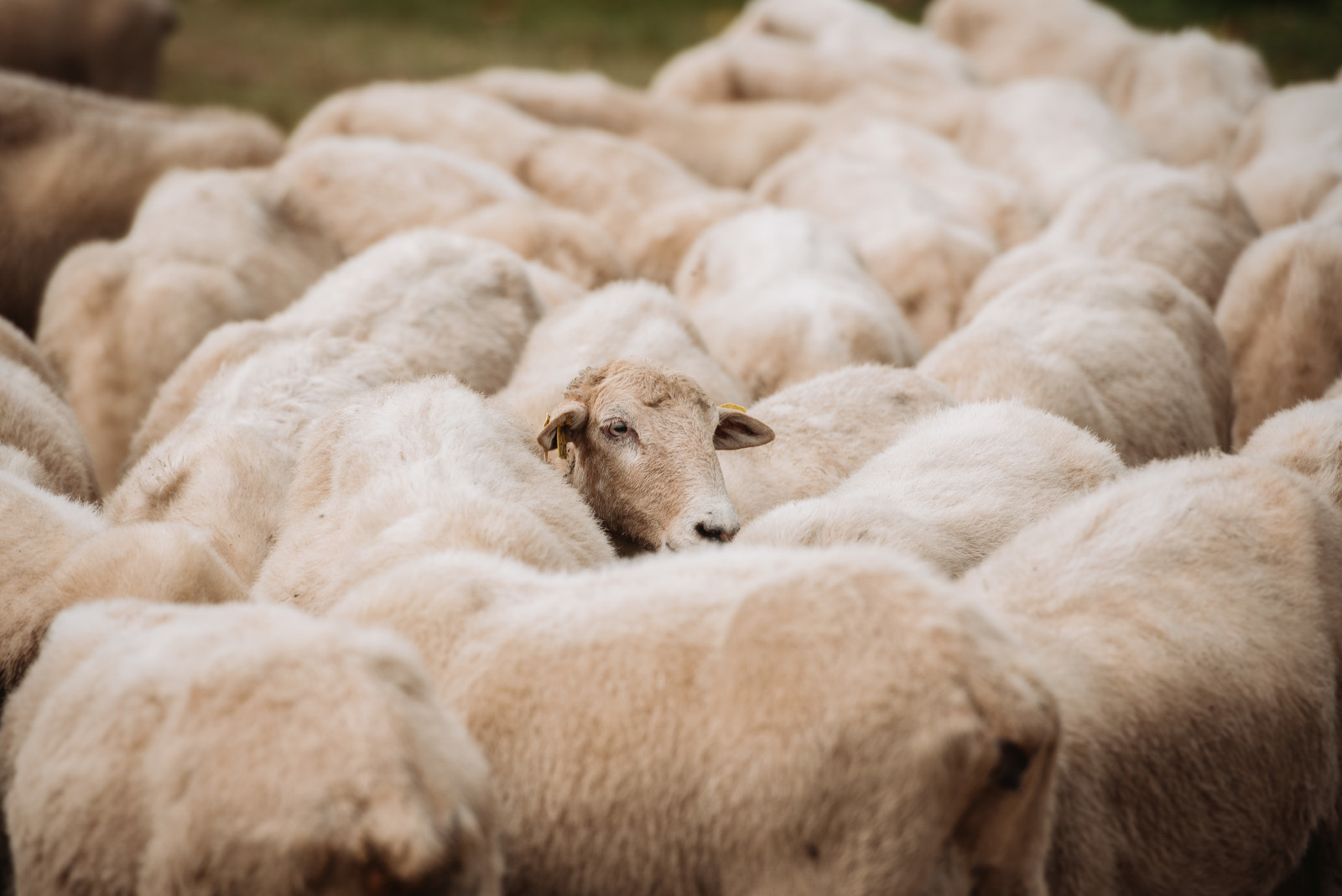 «Artilea izan daiteke ehungintza justu baten parte»
