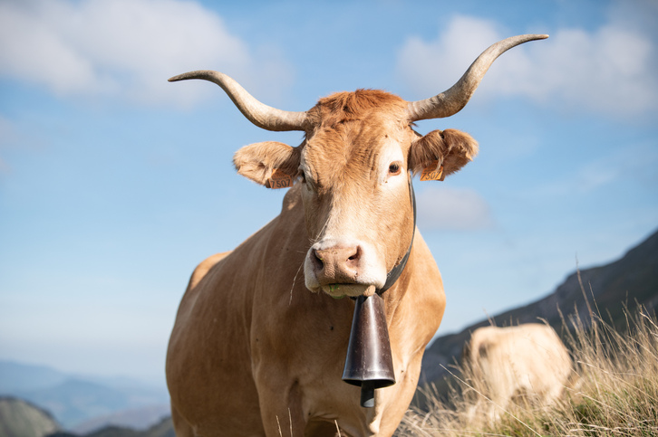 Pirenaika behiak Harpeako gainetan