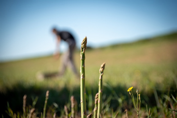 Morentin. Zainzuri freskoa biltzea Uztaldi kooperatiban.