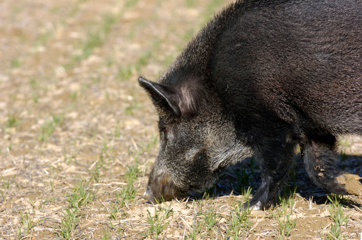 Basurde bat trufa bila