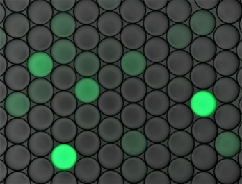 Pequeñas gotas microscópicas que contienen proteínas fluorescentes verdes (GFP) unidas a fragmentos inmunitarios de interés.